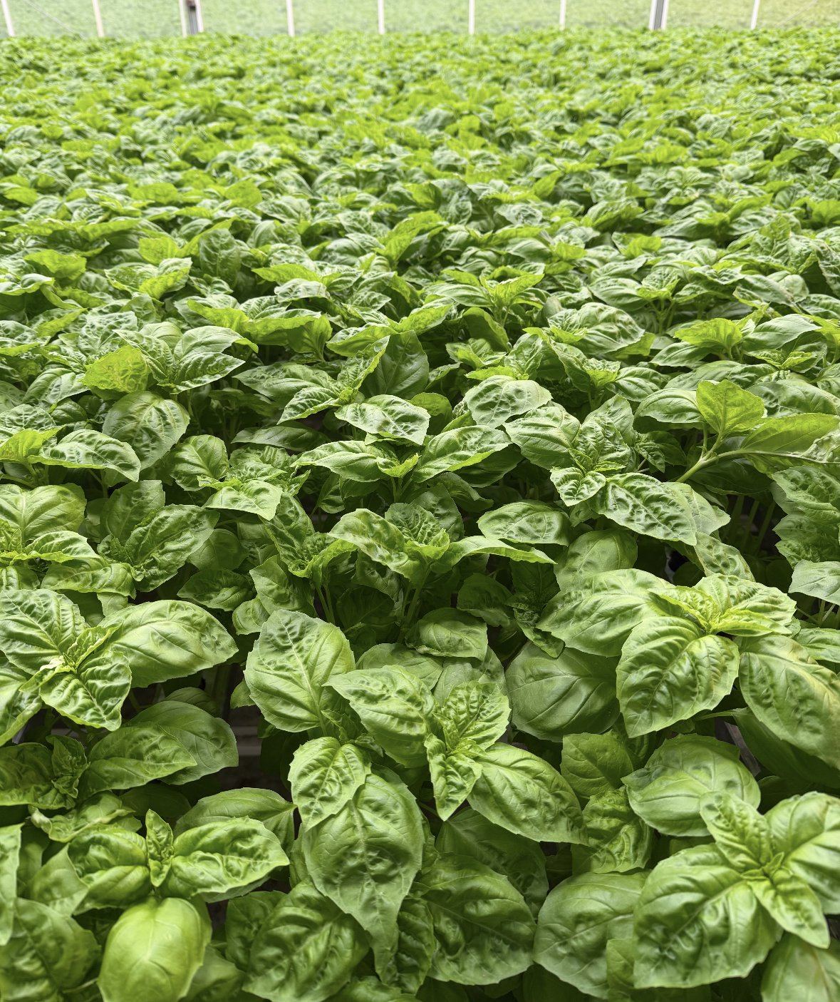 A dense canopy of bright green basil plants