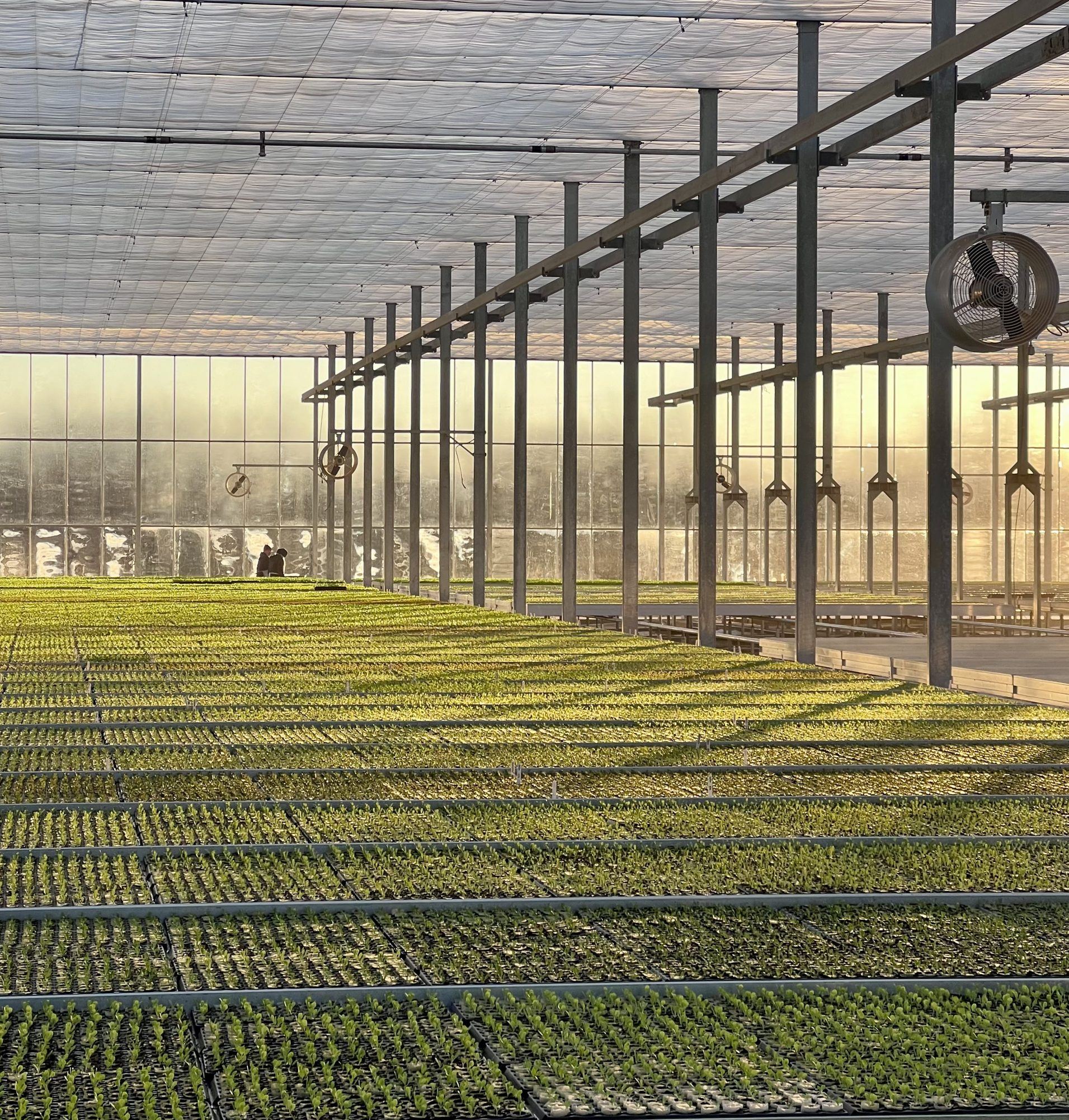Propagation benches filled with trays of young seedlings