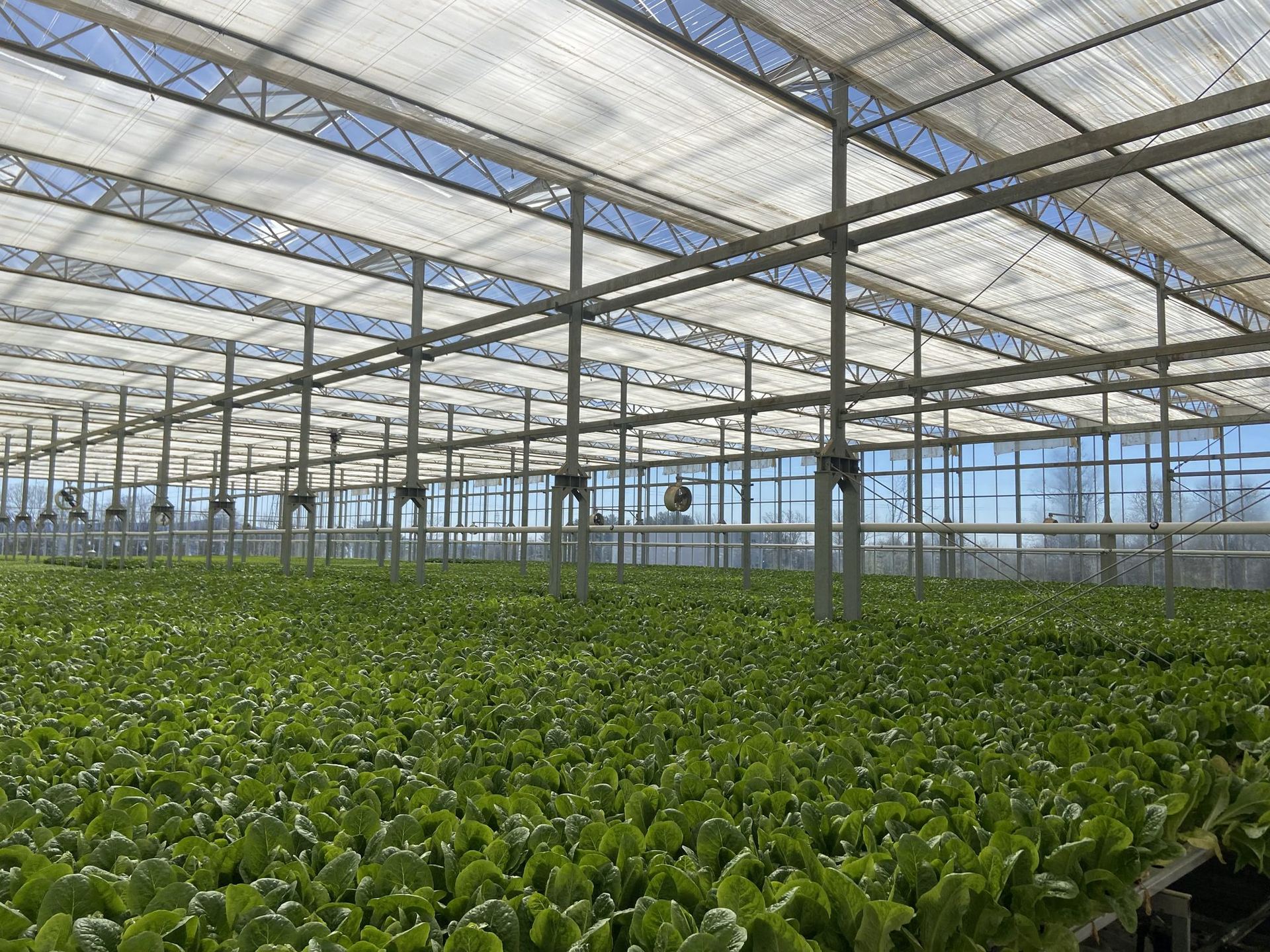 Retractable shade screens drawn beneath the glass roof above rows of lettuce